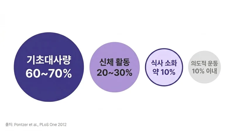 다이어트 굶으면 안되는 이유, 기초대사량을 지키자 [영등포 당산 한의원]