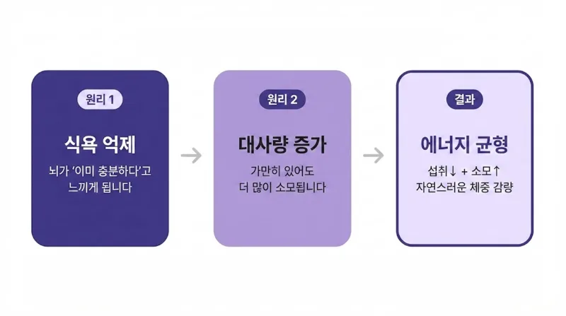 다이어트 한약, 왜 살이 빠질까? [영등포 당산 한의원]